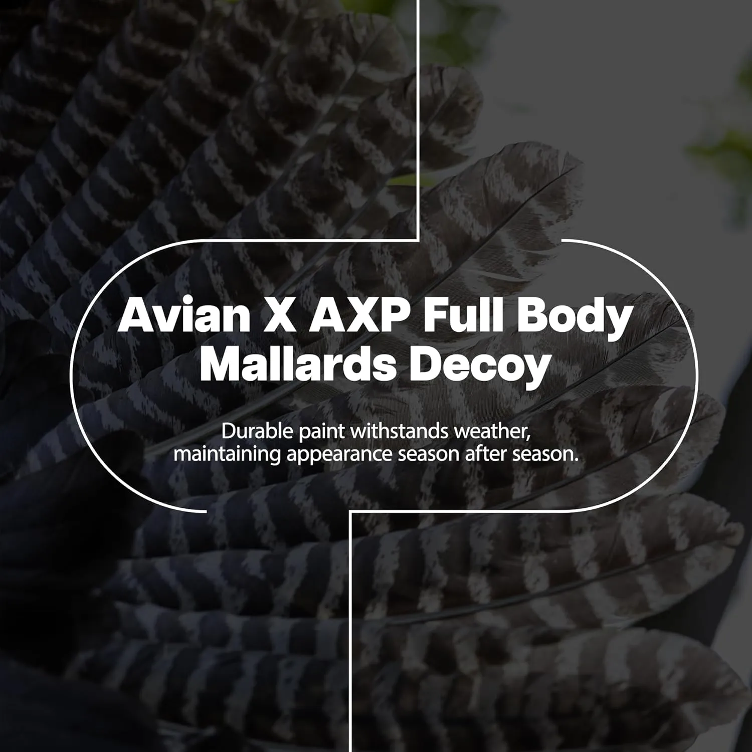 Avian-X AXP Full Body Mallards Decoy with Durable Materials, Wind Activated Motion System, and 6 True to Life Postures